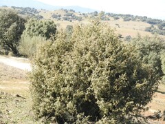 Juniperus oxycedrus