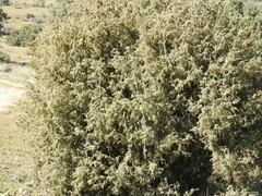 Juniperus oxycedrus