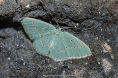 Comostolopsis stillata