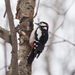 Dendrocopos major