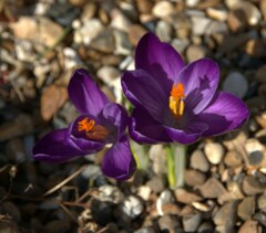 Crocus heuffelianus