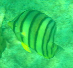 Chaetodon octofasciatus