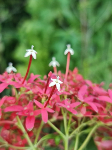 Paracarphalea kirondron