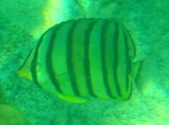 Chaetodon octofasciatus