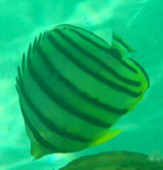 Chaetodon octofasciatus