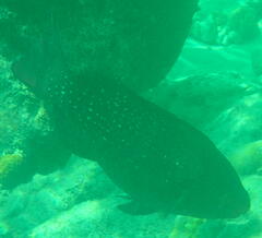 Epinephelus