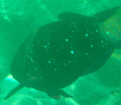 Epinephelus