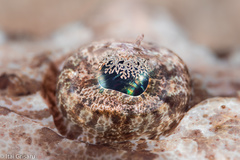 Platycephalidae