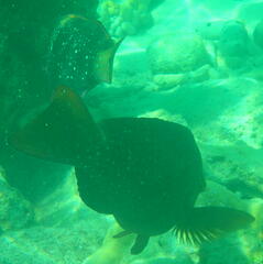 Epinephelus