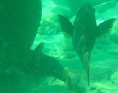 Epinephelus