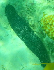 Holothuria atra
