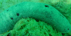 Holothuria atra