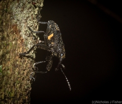 Isacantha rhinotioides