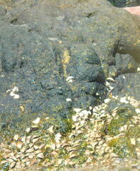 Saccostrea