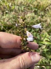Salvia lyrata