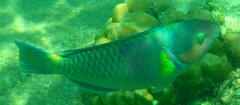 Scarus rivulatus