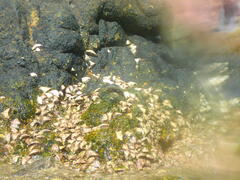 Saccostrea