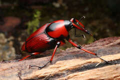 Cyrtotrachelus rufopectinipes