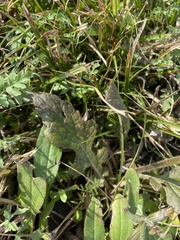 Salvia lyrata
