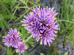 Gomphrena pulchella