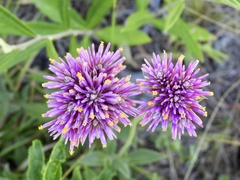 Gomphrena pulchella