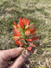 Castilleja indivisa