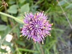 Gomphrena pulchella