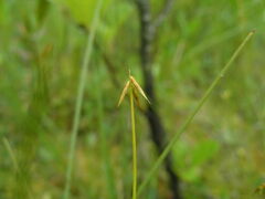 Carex pauciflora
