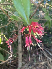 Bauhinia jenningsii