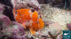 Abantennarius nummifer