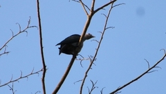 Ducula aenea