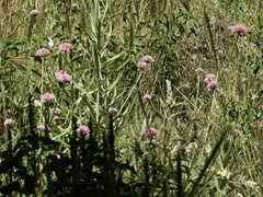 Gomphrena pulchella