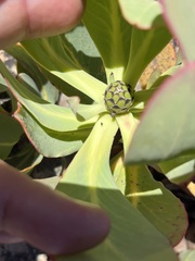 Protea recondita