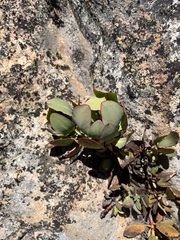 Protea recondita