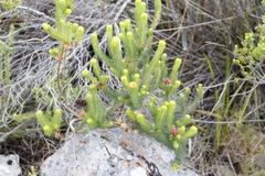 Erica sessiliflora