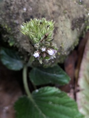 Epithema benthamii