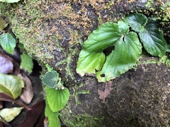 Epithema benthamii