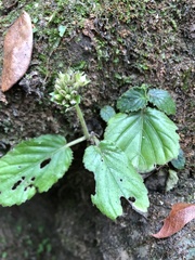 Epithema benthamii