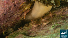 Rhynchocinetes durbanensis