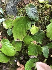 Epithema benthamii