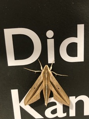 Theretra silhetensis