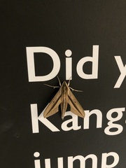 Theretra silhetensis