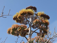 Agave aurea