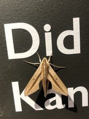 Theretra silhetensis