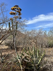 Agave aurea