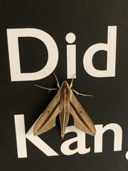 Theretra silhetensis