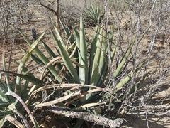 Agave aurea