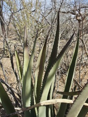 Agave aurea