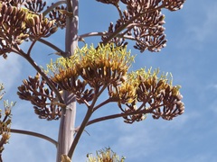 Agave aurea