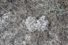 Artemisia hololeuca